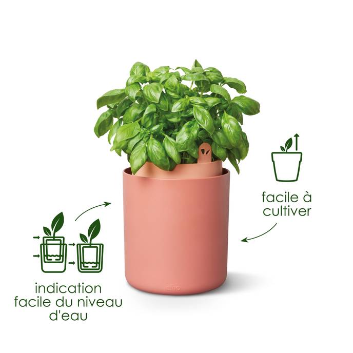 bouncy basil leaf green